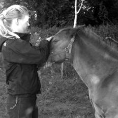 Welsh Cob (sec D) Harvest Magic Rain