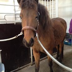 Islænder Gandur fra Heden