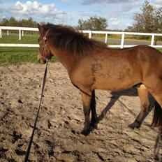 Islænder Gandur fra Heden