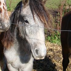 Dartmoor Innis rudolf