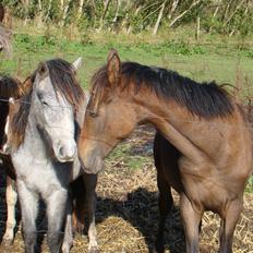 Dartmoor Innis rudolf