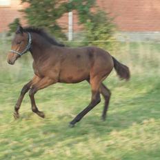 Trakehner Iris R