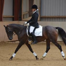 Knabstrupper Moniqe himmelhest og savnet<3 KNN2579 