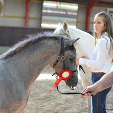 Welsh Pony (sec B) Bjerregårds May Flower