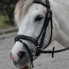 Anden særlig race Lundsbjergårds Karla