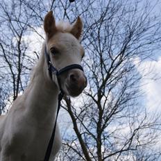 Haflinger Askmon Nordan