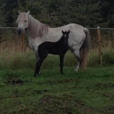 Welsh Pony (sec B) Tingstedgaards Silicka