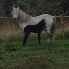 Welsh Pony (sec B) Tingstedgaards Silicka