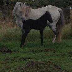Welsh Pony (sec B) Tingstedgaards Silicka