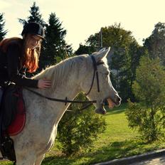 Arabisk fuldblod (OX) Atira |Gummibolden|