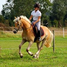 Haflinger Eskedalens Akinos