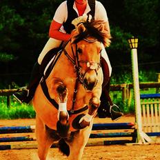 Fjordhest Kvornings Sisse R.I.P 02.12.12