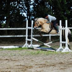 Fjordhest Kvornings Sisse R.I.P 02.12.12