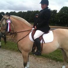 Fjordhest Kvornings Sisse R.I.P 02.12.12