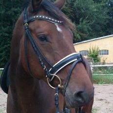 Anden særlig race Commando