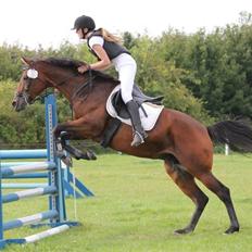 Anglo Araber (AA) Primula Vrå