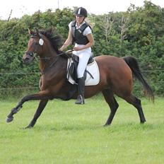 Anglo Araber (AA) Primula Vrå