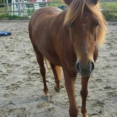 Welsh Pony (sec B) Låddenhøjs Nurit