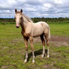 Dansk Varmblod Kvolsbæk's Angelic Abba
