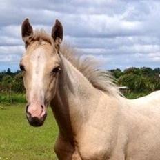 Dansk Varmblod Kvolsbæk's Angelic Abba