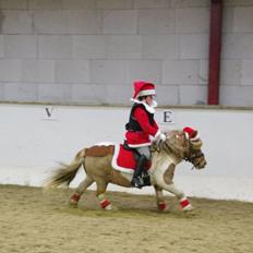 Shetlænder Stjernens Tarok - låne pony