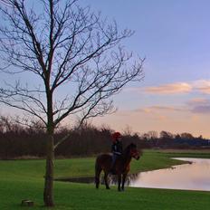 Anden særlig race Chili