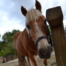 Haflinger Asterix