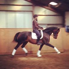 Dansk Varmblod Heartbreakers Touchy