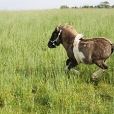 Shetlænder Dimba - Lille'fis 