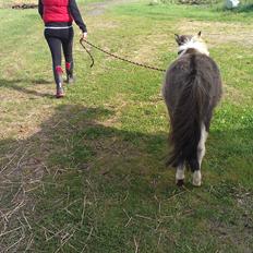 Shetlænder Dimba - Lille'fis 
