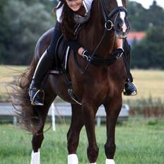 Dansk Varmblod Toftegaards Catwalk