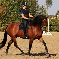 Dansk Varmblod Clair