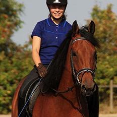 Dansk Varmblod Clair