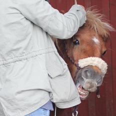 Shetlænder Bella <3