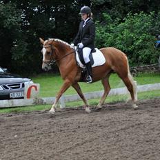 Haflinger Gipsy Solgt