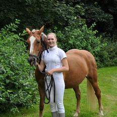 Haflinger Gipsy Solgt