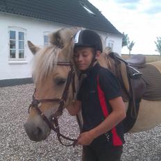 Fjordhest Ophelia min skønne pony