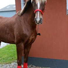 Hollandsk Sportspony Jasmijn Hoeve's Ginger