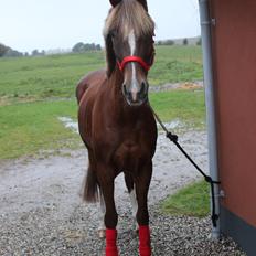 Hollandsk Sportspony Jasmijn Hoeve's Ginger