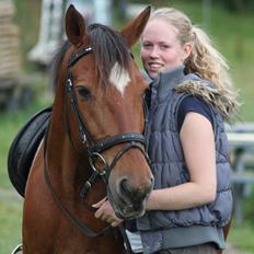 Welsh Partbred (Sec F) Bonjour Boyard