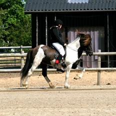 Islænder Sylgja Frá Árbakká