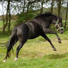 Welsh Pony (sec B) Barnhoeve's Alex