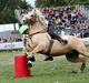 Hollandsk Sportspony Goldy