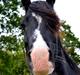Welsh Cob (sec D) Valhallas Zorro "My boy"<3