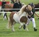 Shetlænder Stjernens Tarok - låne pony