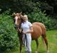 Haflinger Gipsy Solgt