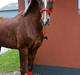 Hollandsk Sportspony Jasmijn Hoeve's Ginger