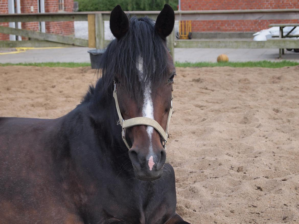 Hollandsk Sportspony Arianne - du er den pony jeg elsker allermest og det vil du altid være <3<3<3 billede 5
