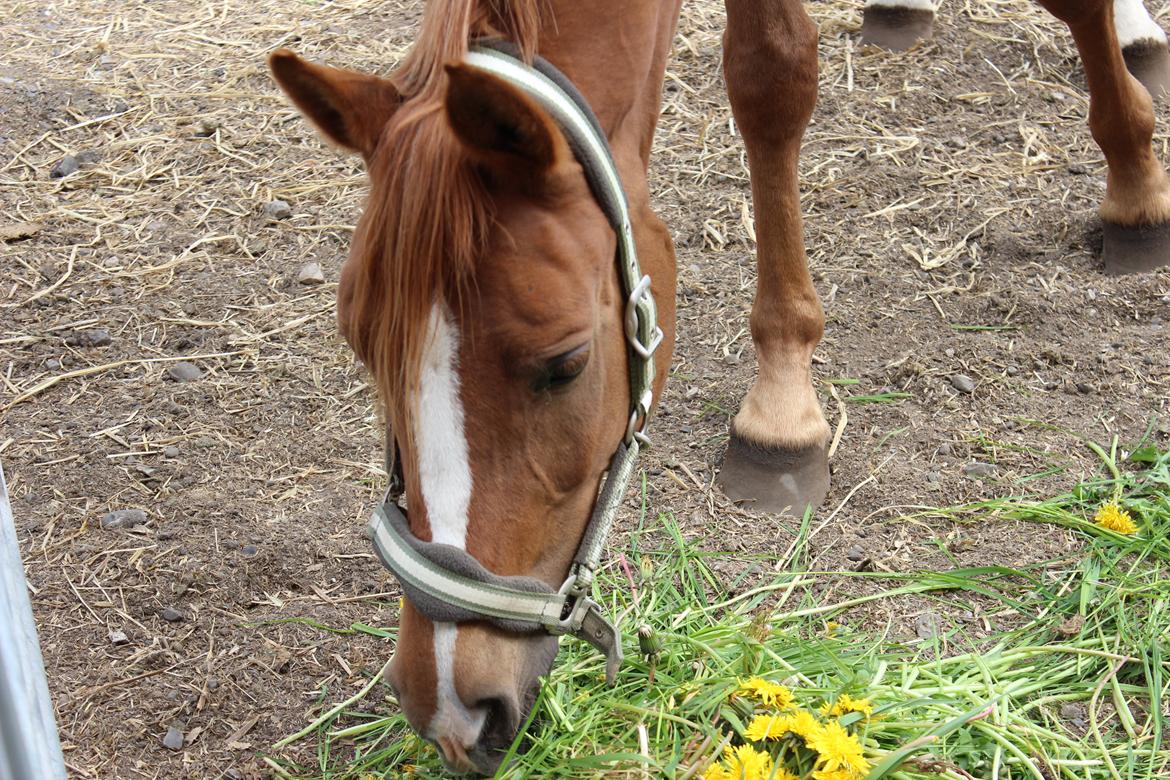 DSP IA Twilight Flame - Du er en rigtig køn hest basse <3 billede 10
