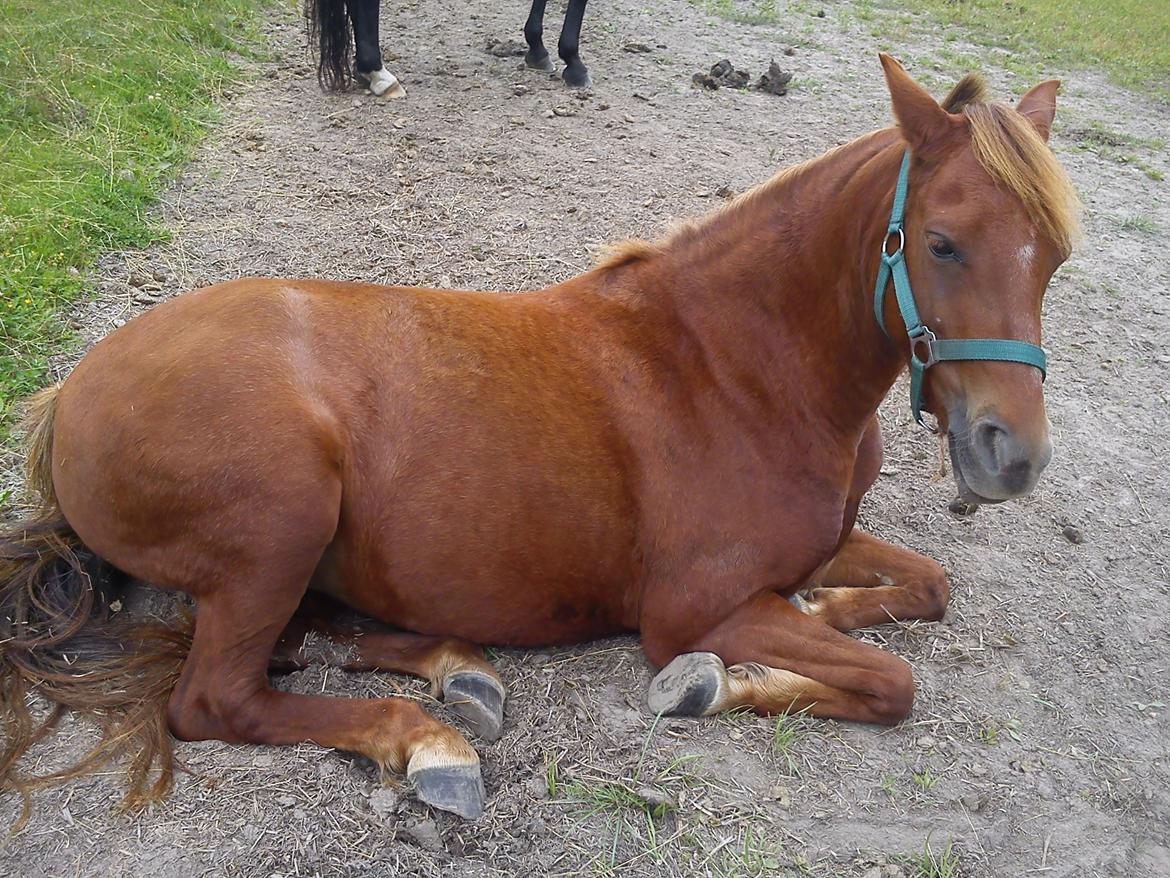 Welsh Pony (sec B) Låddenhøjs Nurit - Ligger ned og slapper af på folden. billede 2